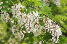 Breitsamer Honig Bee Buddy Pure Raw ACACIA Honey Squeeze Bottle 8.8 oz. /250 g. (Pack of 2)