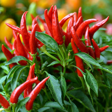 Three Deer Thai Chili Powder Fine 9.17 Oz. (260 g.)