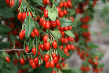 Organic Dried Goji Berries USDA Certified Organic 8 Oz.